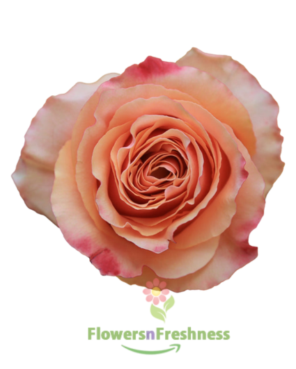 Carpediem Rose