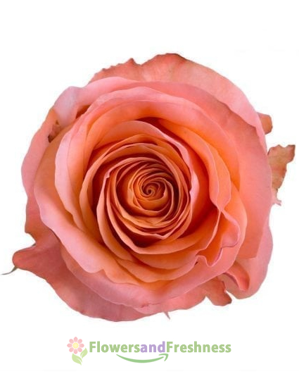Coral Reef Roses