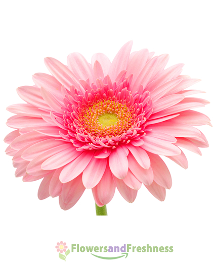 Pink Gerberas