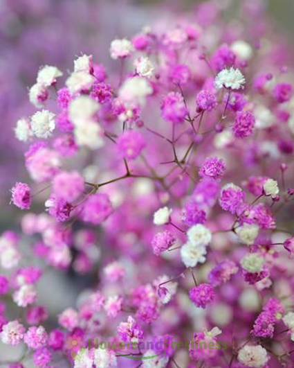 Pink Baby\'s Breath Tinted Flowers