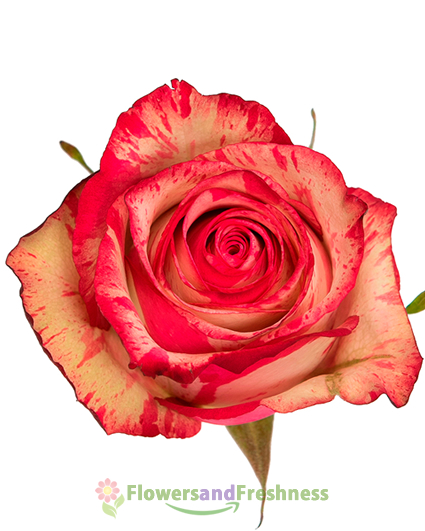 Magic Times Roses