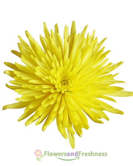 Yellow Anastasia Spider Mums Flowers