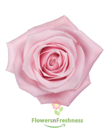 Pink Promise Rose