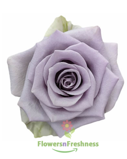 Shocking Blue Rose
