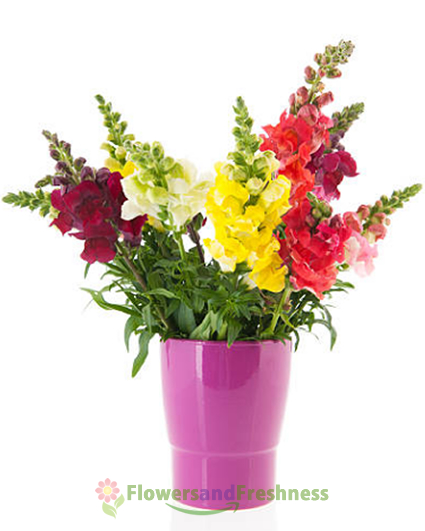 Rainbow Snapdragon Flowers