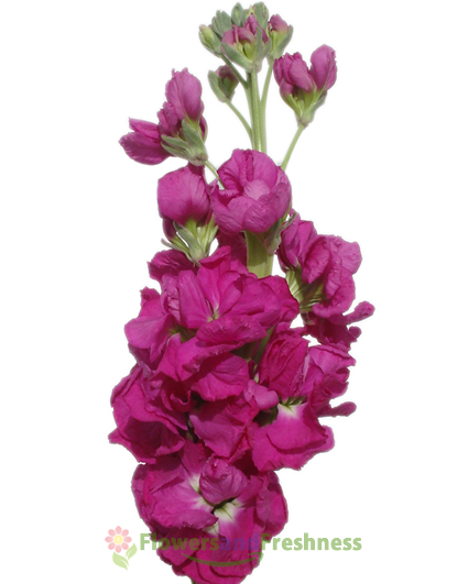 Hot Pink Mathiola Stock Flowers