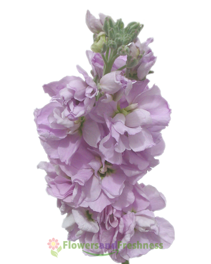 Lavender Mathiola Stock Flowers