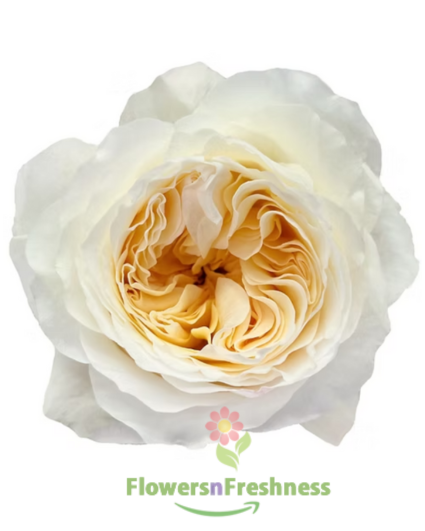 Vicky Garden Rose