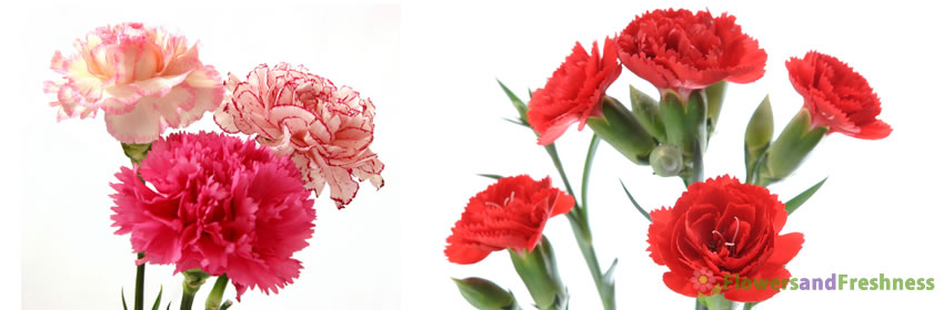 Carnations