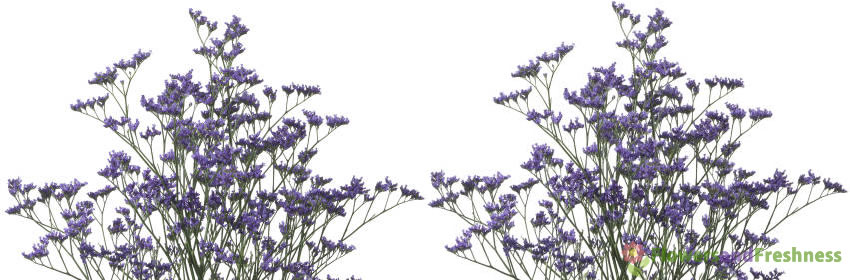 Limonium